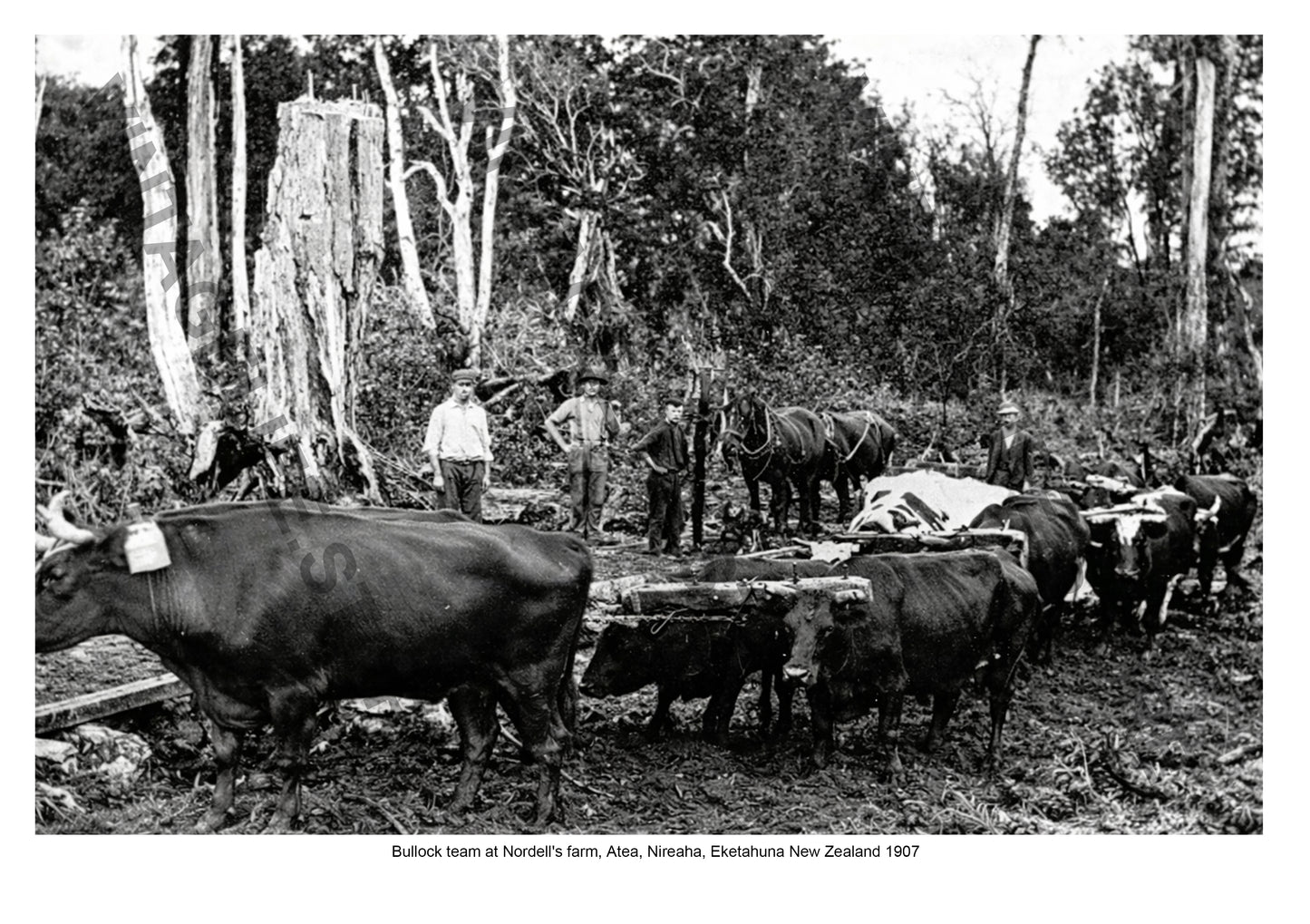 Bullock team working at Nordell's Farm, Nireaha, Eketahuna, New Zealand c. 1907