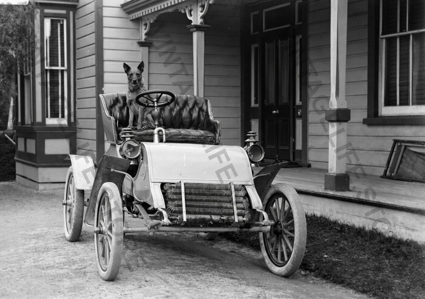 Early Motoring scene in Napier, NZ. Dog Seated in a Cadillac Model A, c.1904
