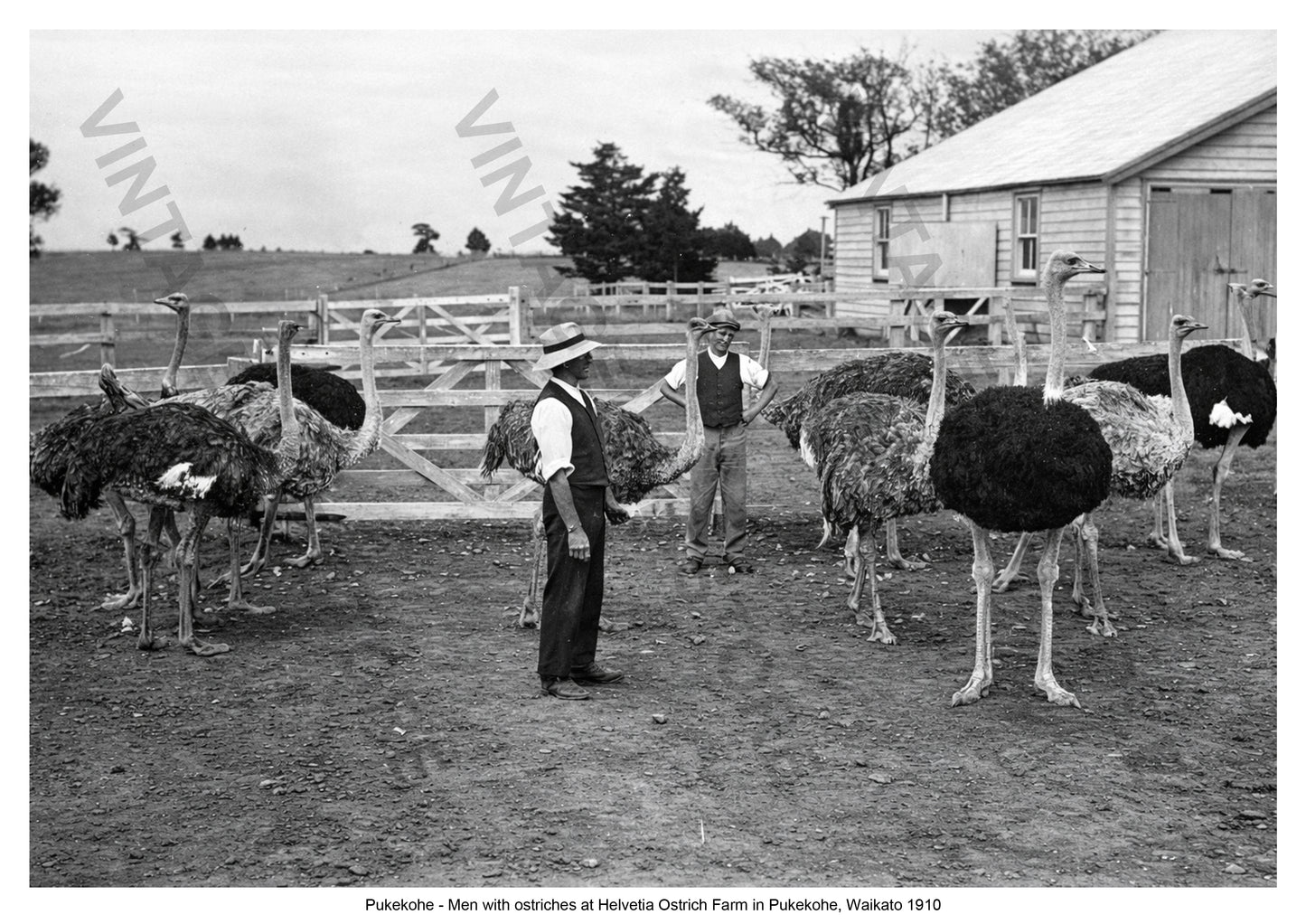 Ostrich Farming, Helvetia Ostrich Farm, Pukekohe, Waikato, New Zealand, c. 1910