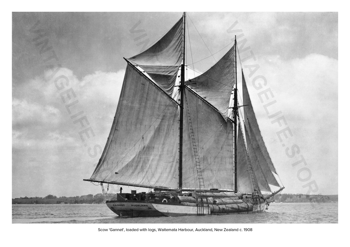 Scow 'Gannet' Waitemata Harbour, Auckland, New Zealand, with a load of logs, c 1908. Coastal Shipping in the early 20th century around New Zealand