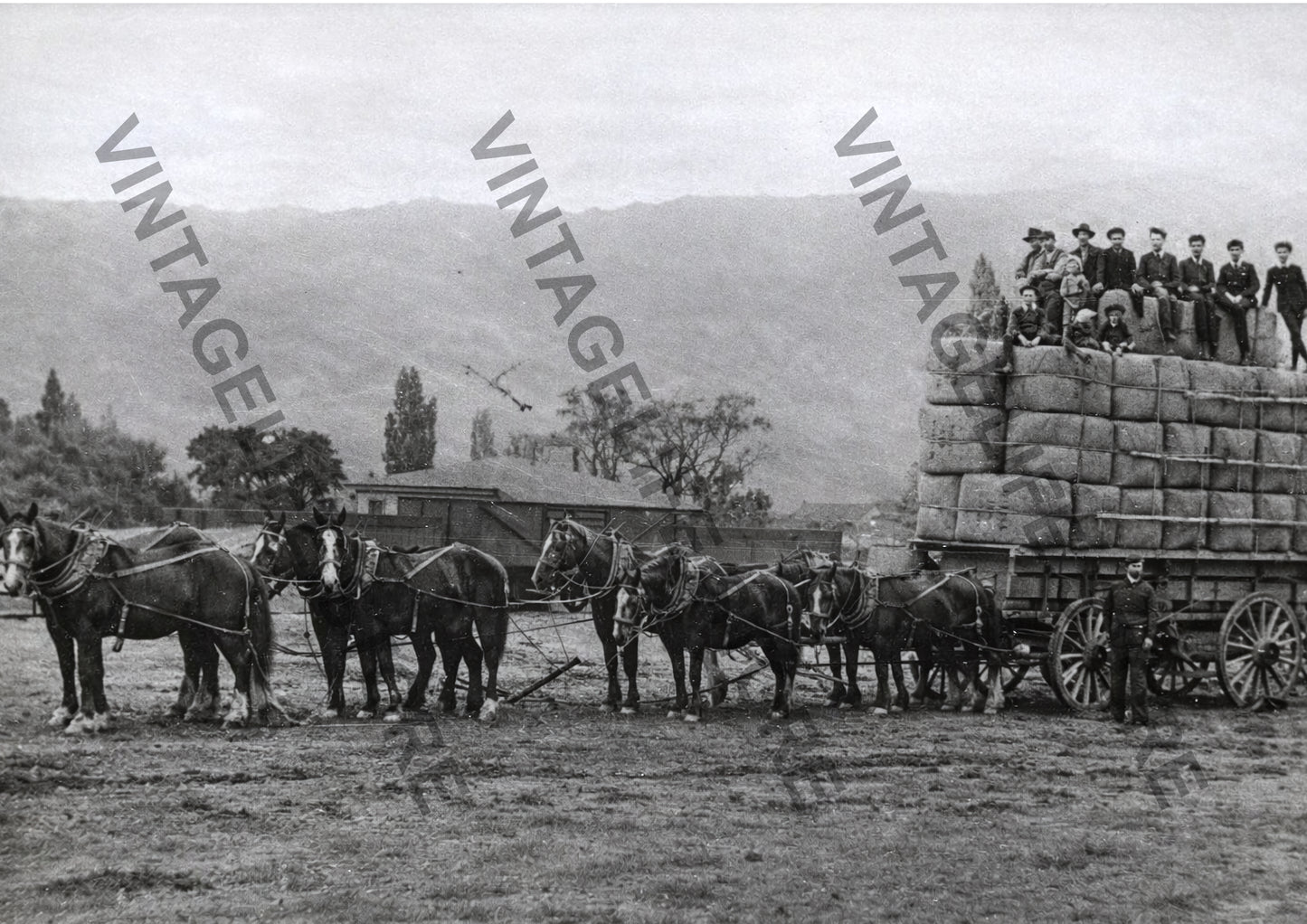 Team of horses pulling Seven ton load of wool at Middlemarch Central Otago, NZ, c1900