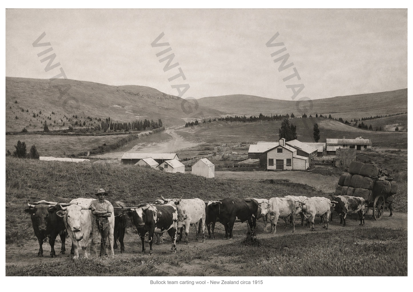 Bullock Team Transporting Wool in New Zealand, c.1915