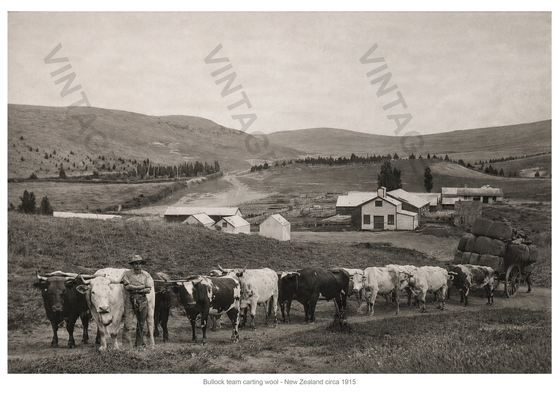 Bullock Team Transporting Wool in New Zealand, c.1915