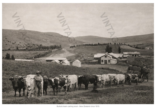 Bullock Team Transporting Wool in New Zealand, c.1915