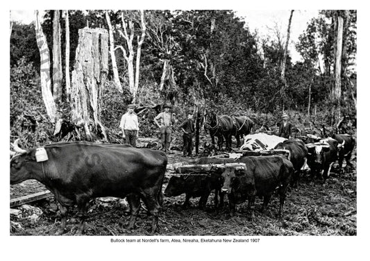 Bullock team working at Nordell's Farm, Nireaha, Eketahuna, New Zealand c. 1907
