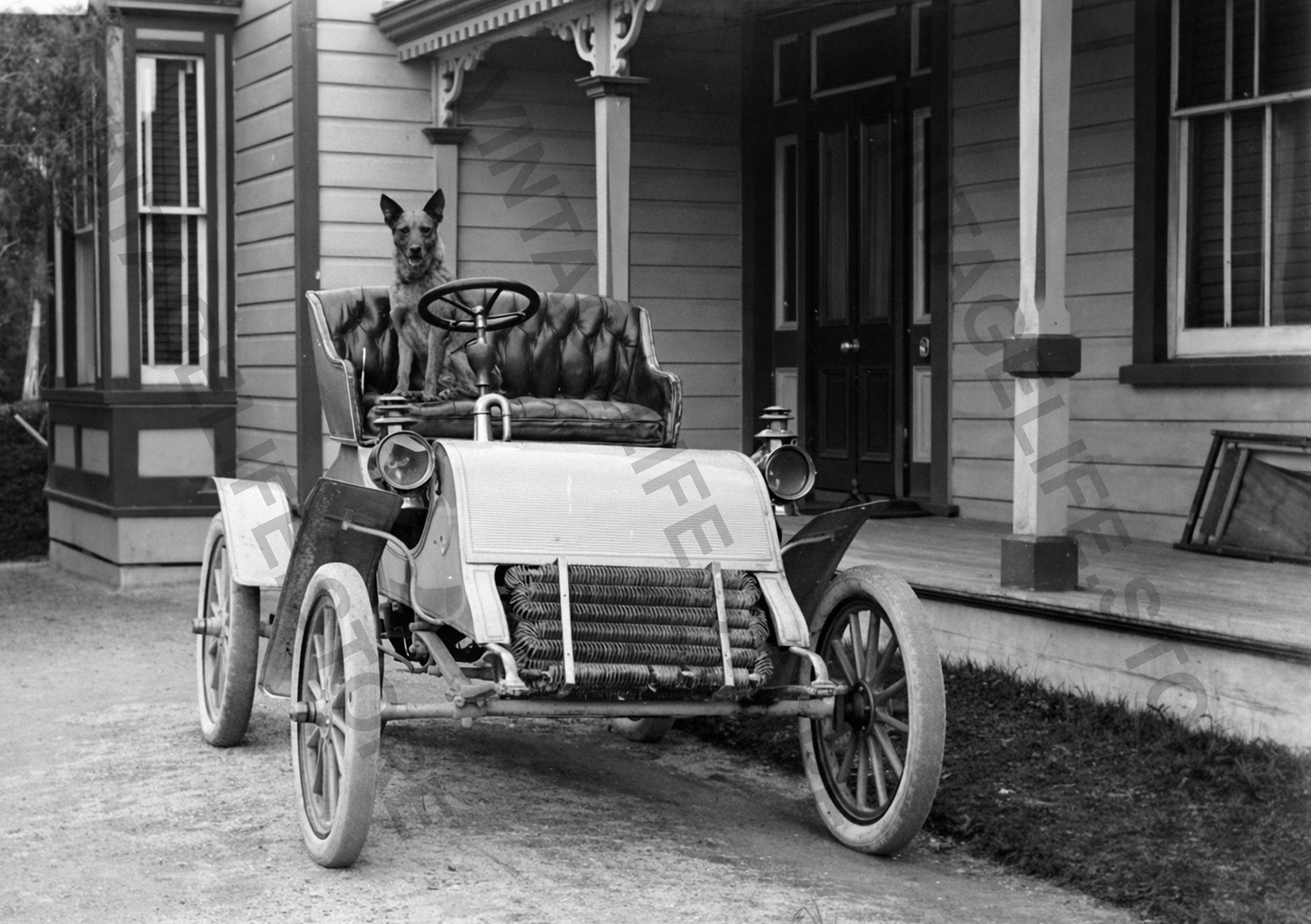 Early Motoring scene in Napier, NZ. Dog Seated in a Cadillac Model A, c.1904