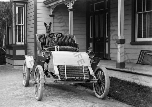 Early Motoring scene in Napier, NZ. Dog Seated in a Cadillac Model A, c.1904