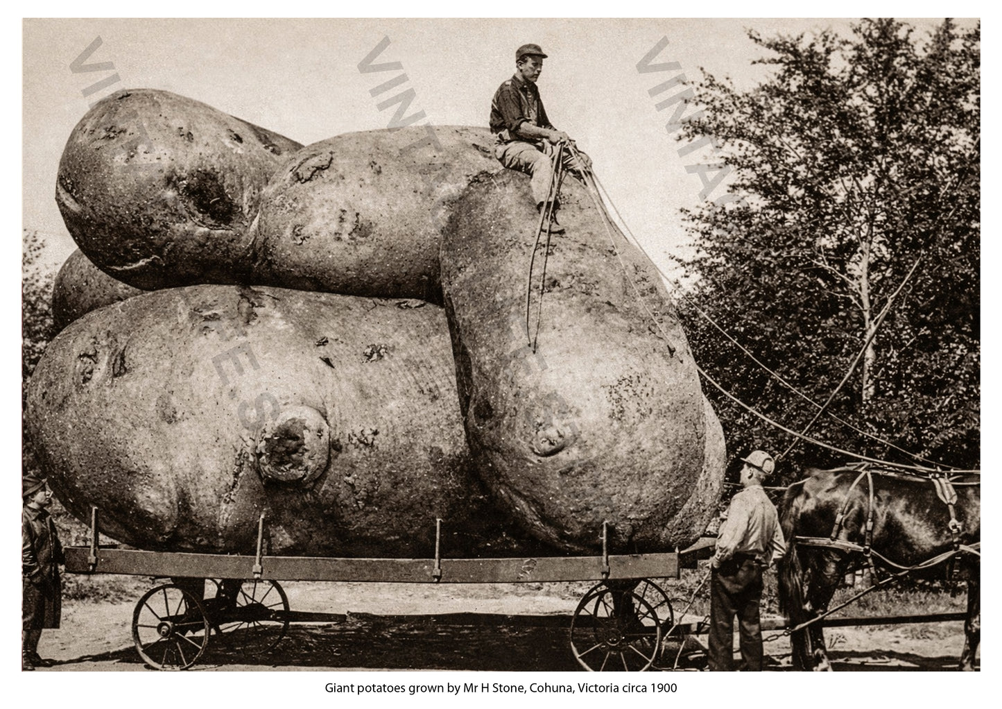 Giant potatoes grown by Mr H Stone, Cohuna, Victoria, Australia c. 1900