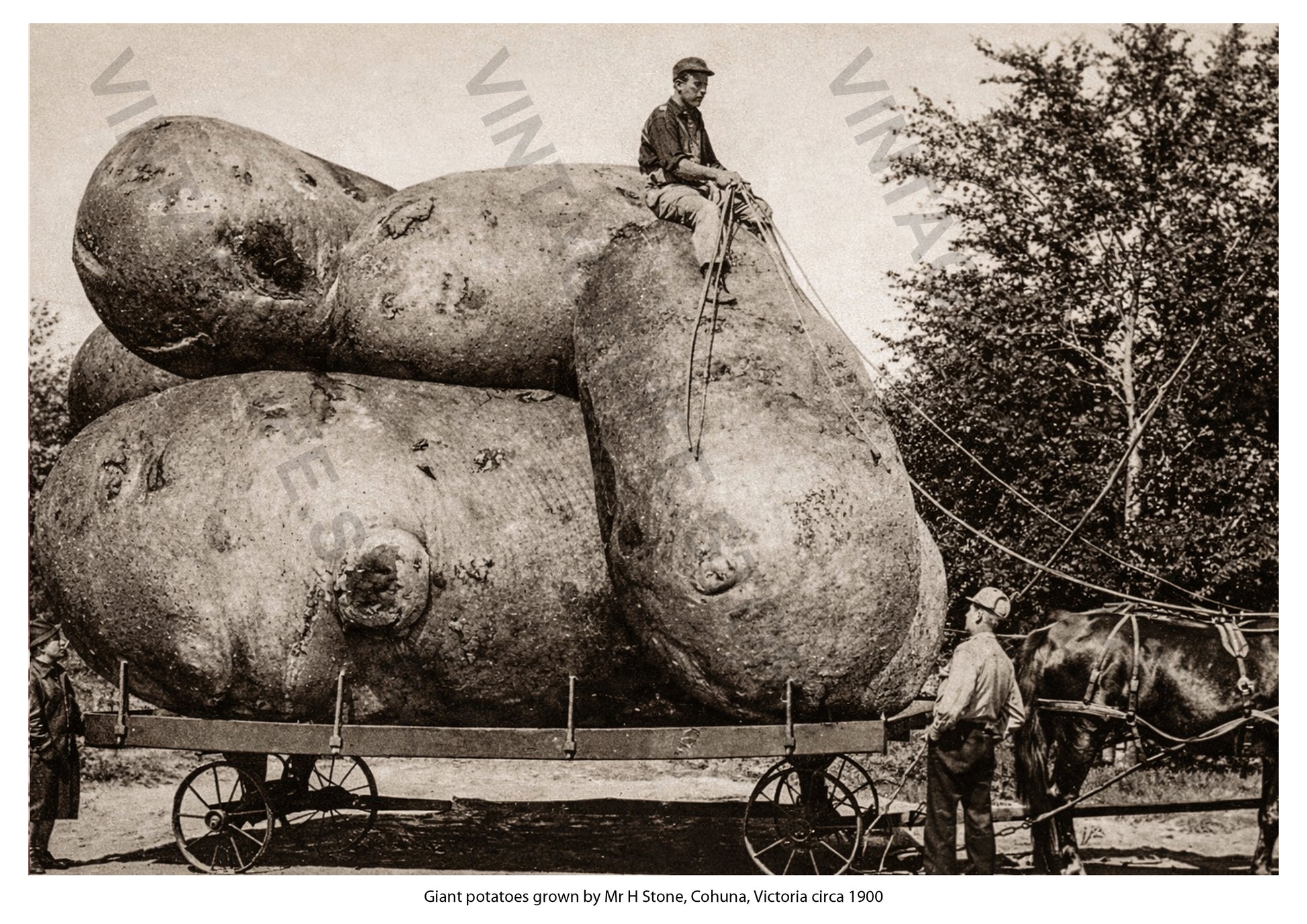 Giant potatoes grown by Mr H Stone, Cohuna, Victoria, Australia c. 1900