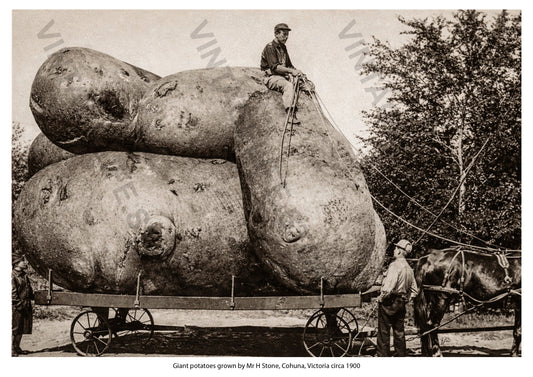 Giant potatoes grown by Mr H Stone, Cohuna, Victoria, Australia c. 1900