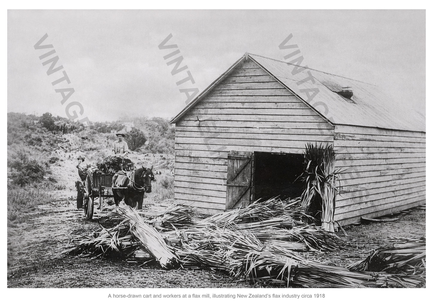 Horse-Drawn Cart and Workers at a New Zealand Flax Mill, c.1918