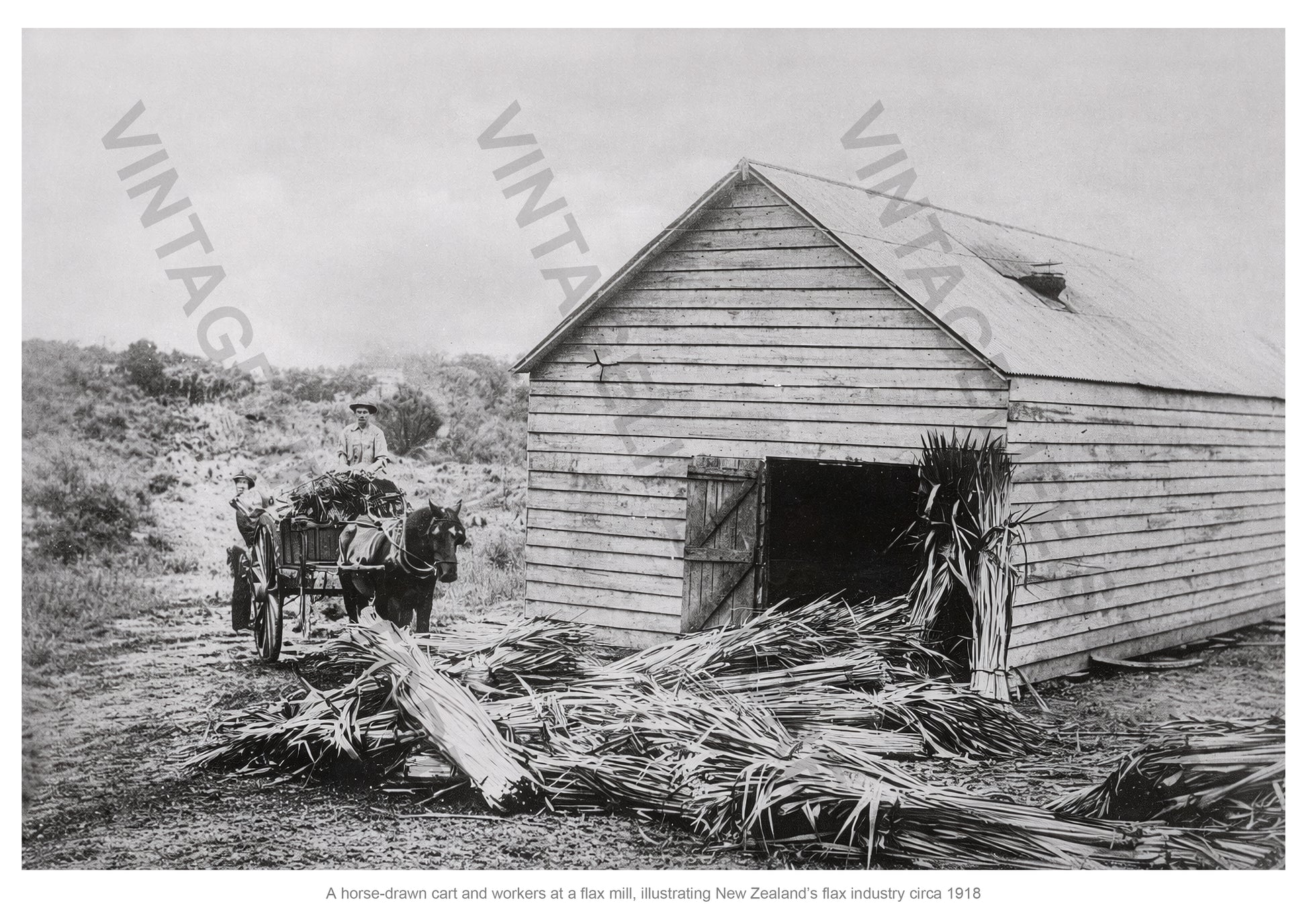 Horse-Drawn Cart and Workers at a New Zealand Flax Mill, c.1918