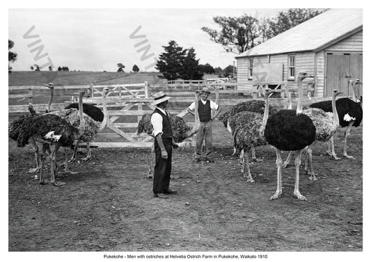 Ostrich Farming, Helvetia Ostrich Farm, Pukekohe, Waikato, New Zealand, c. 1910