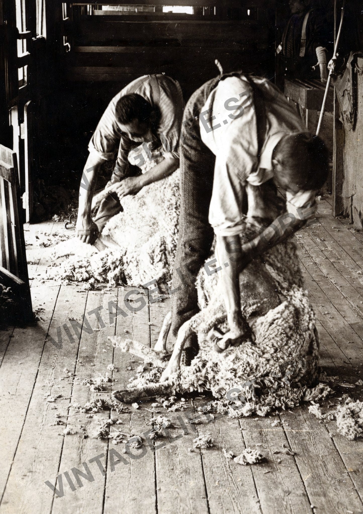 Hand Shearing in Central Otago, New Zealand, c.1890s
