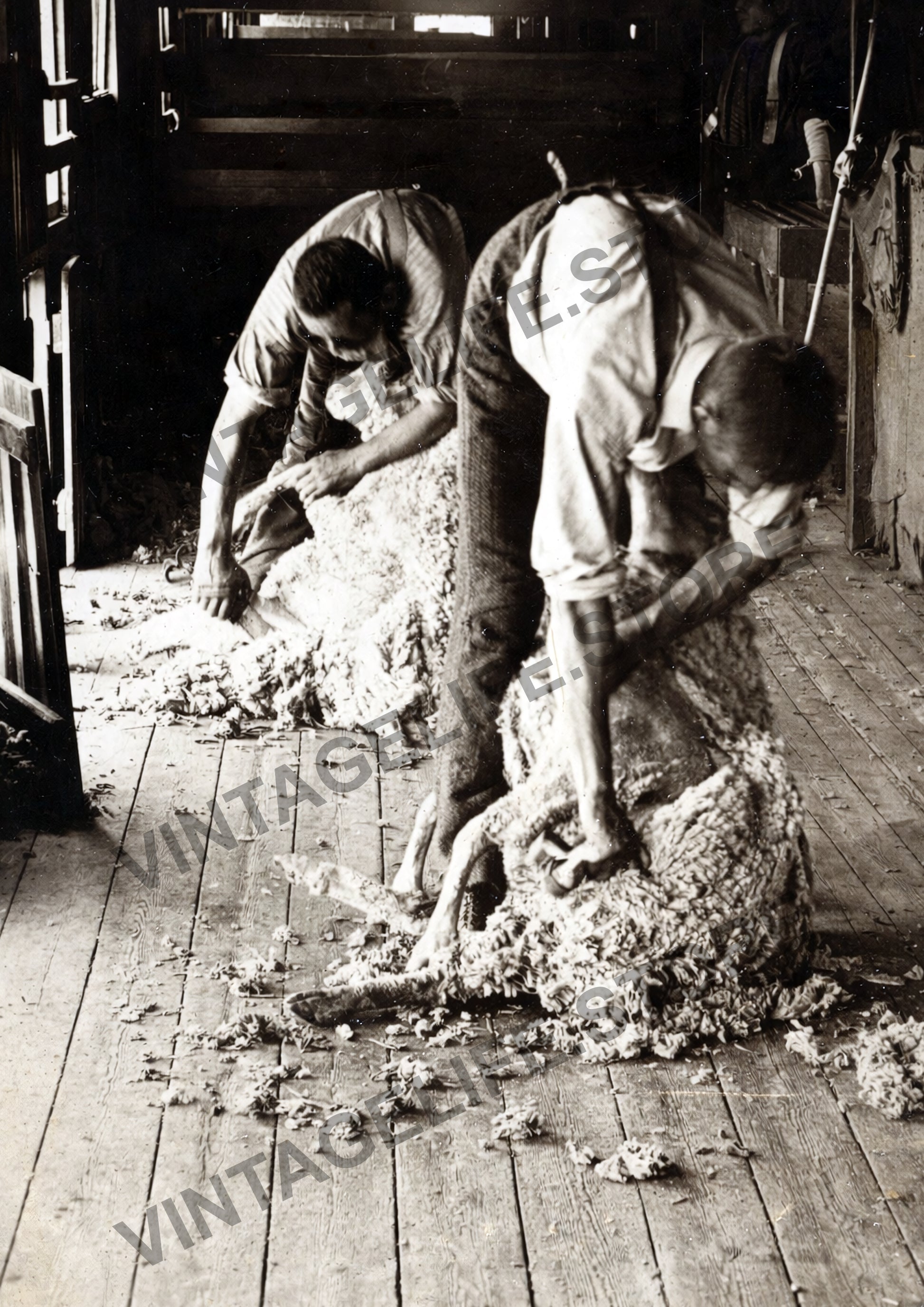 Hand Shearing in Central Otago, New Zealand, c.1890s