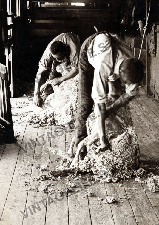 Hand Shearing in Central Otago, New Zealand, c.1890s