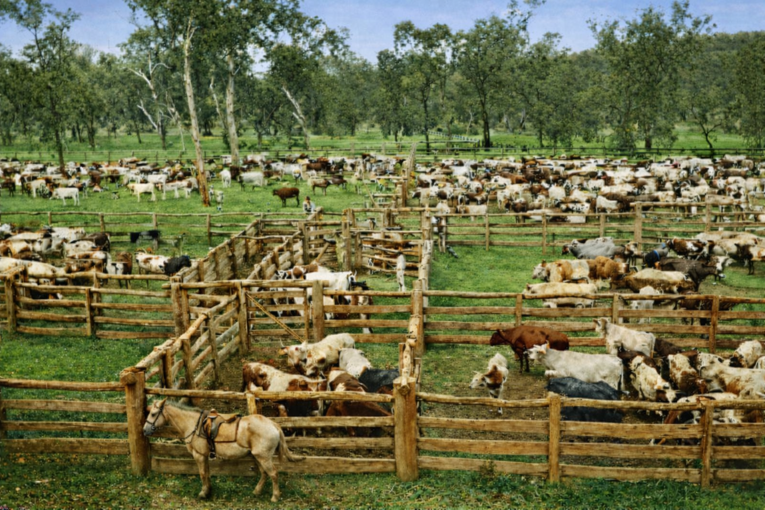 Stockyards with cattle at Merivale Station, Maranoa District, 1897