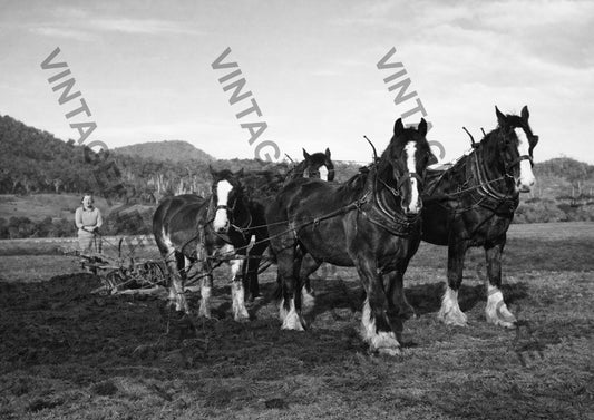 Team horses pulling a plough on Waikawa farm Southland c.1895