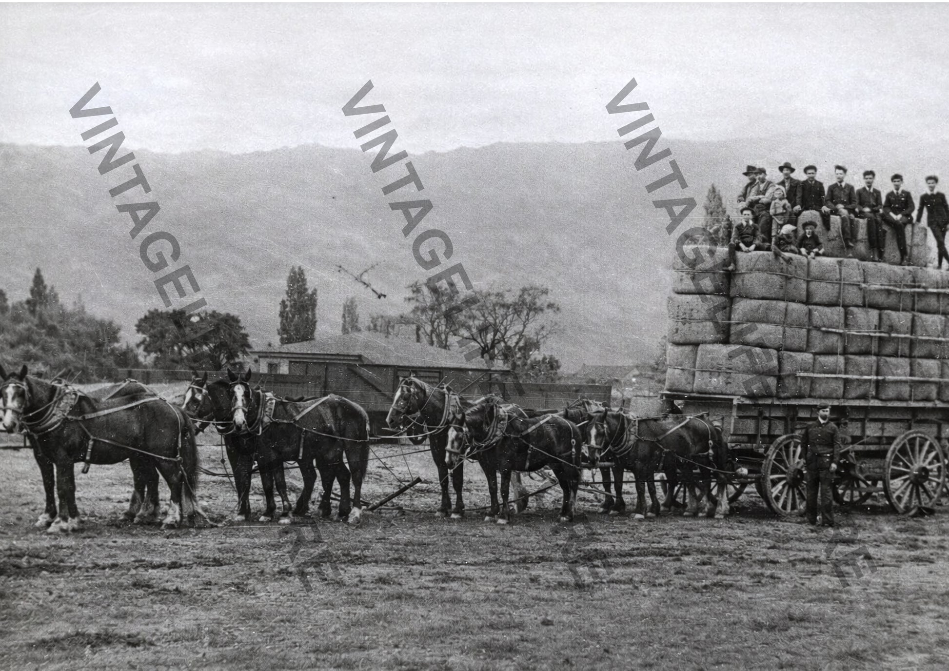 Team of horses pulling Seven ton load of wool at Middlemarch Central Otago, NZ, c1900