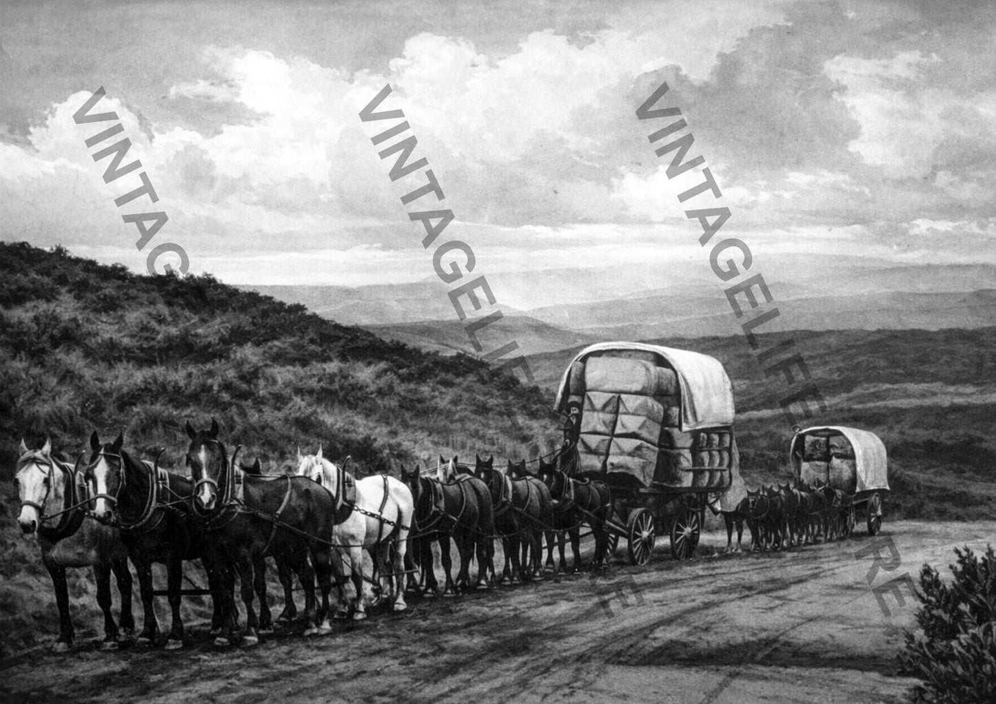 Wagons loaded with Wool on the Pigroot Central Otago, New Zealand c1890
