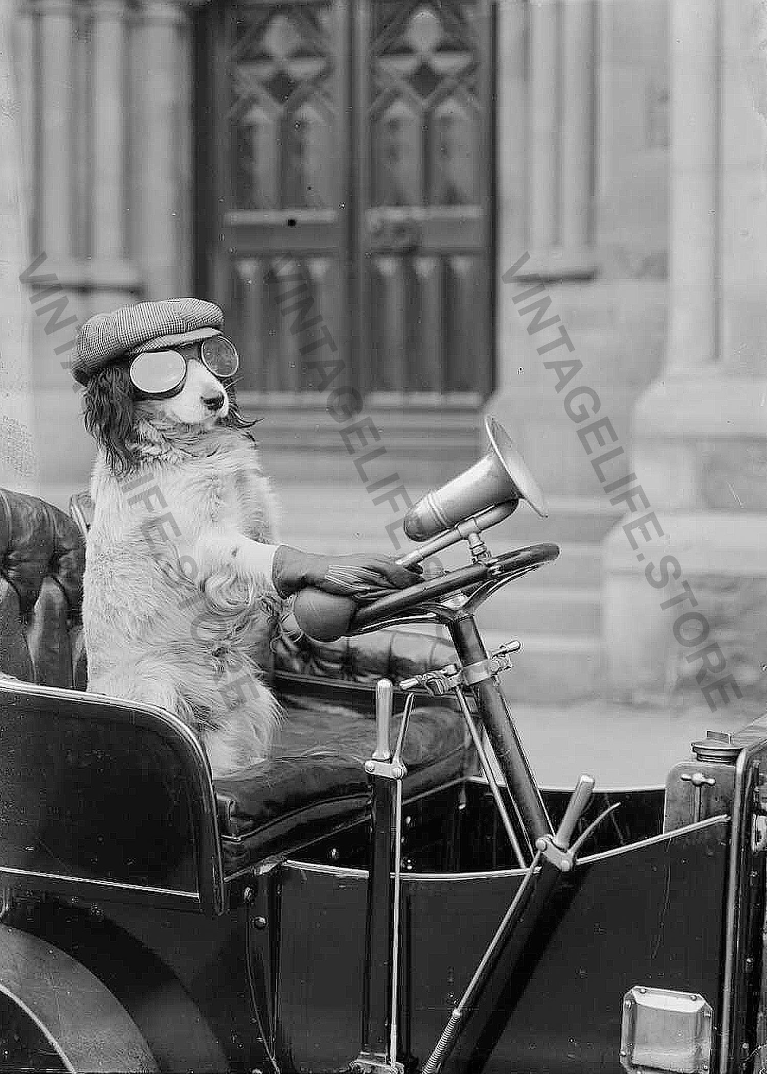 The Unlicensed Driver: Dog at the Wheel, New York, c.1910