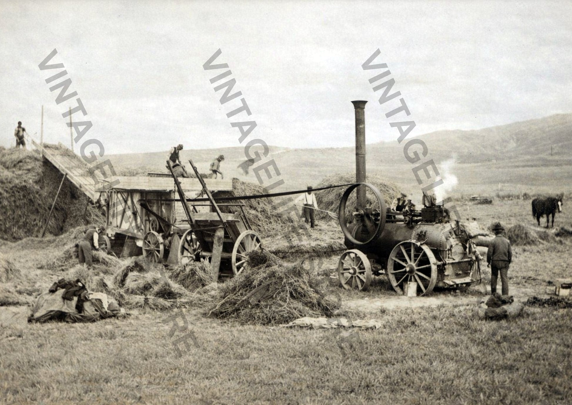 Portable Steam Engine and Threshing Mill, Hyde, Central Otago, New Zealand c.1899