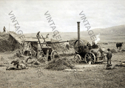 Portable Steam Engine and Threshing Mill, Hyde, Central Otago, New Zealand c.1899